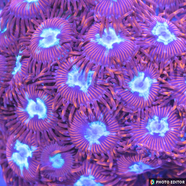 Hot Shots 6 Polyps