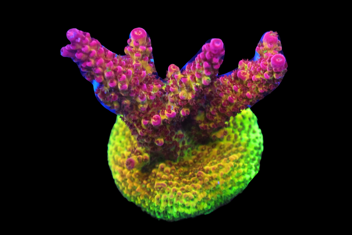 Rainbow Rommels Acropora Coral