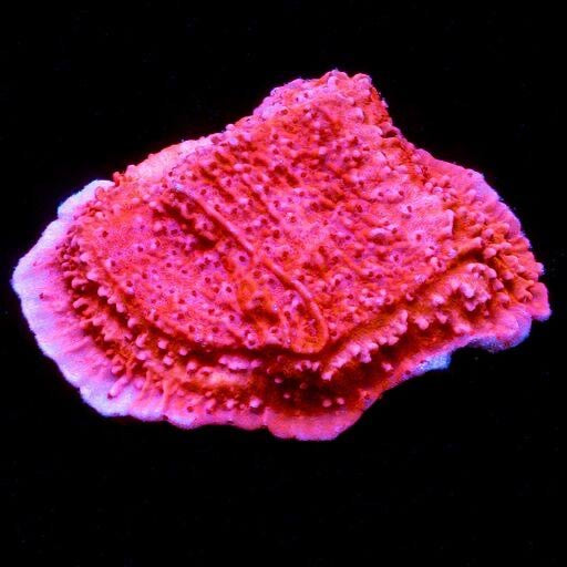 Red Montipora Capricornis