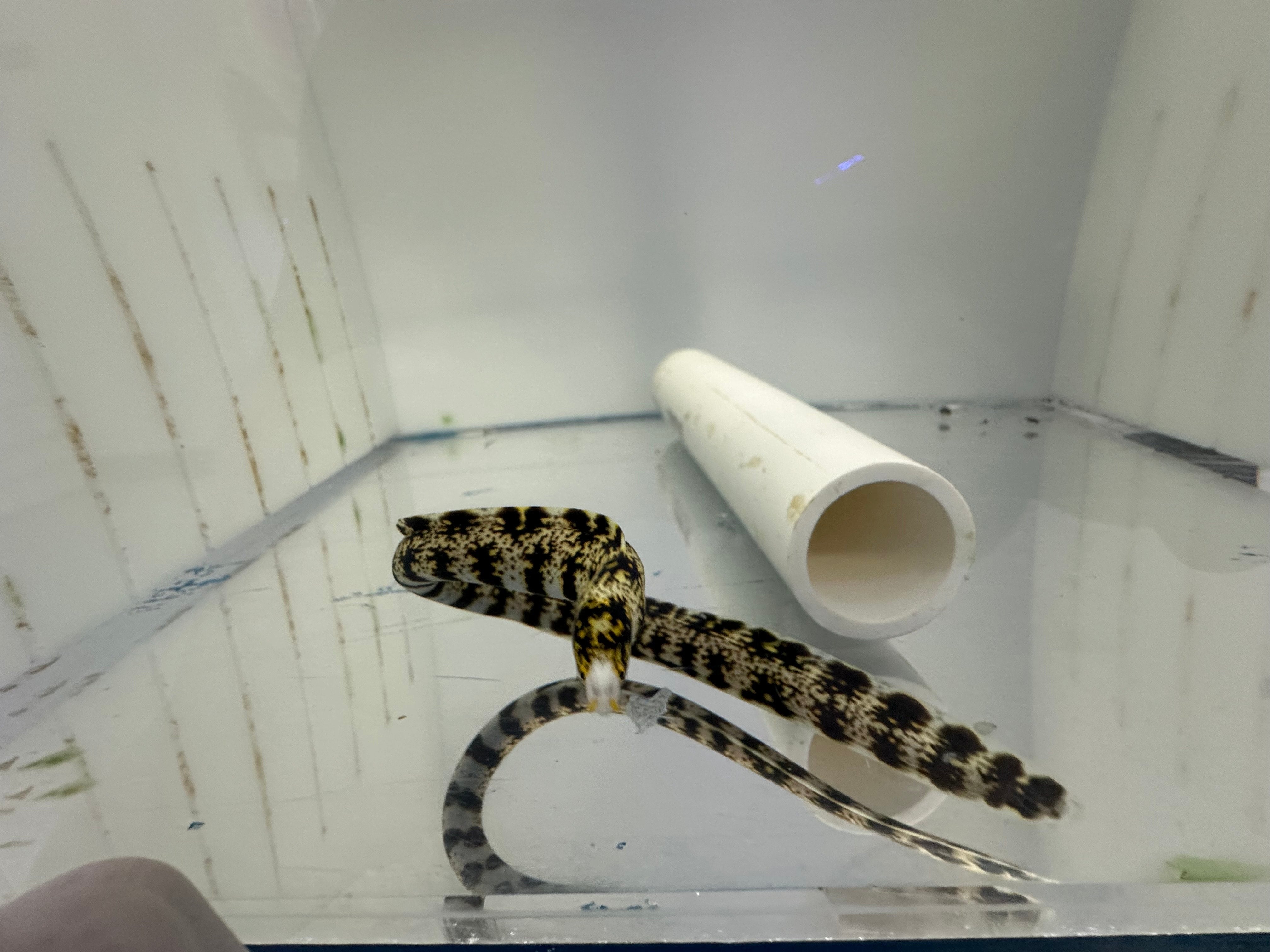 Snowflake Eel (Echidna nebulosa) with black and white mottled pattern
Snowflake Moray Eel hiding in rock crevice
Marine eel Snowflake Moray swimming near reef
Snowflake eel jaws open underwater marine tank
Patterned Snowflake Moray Eel in aquarium