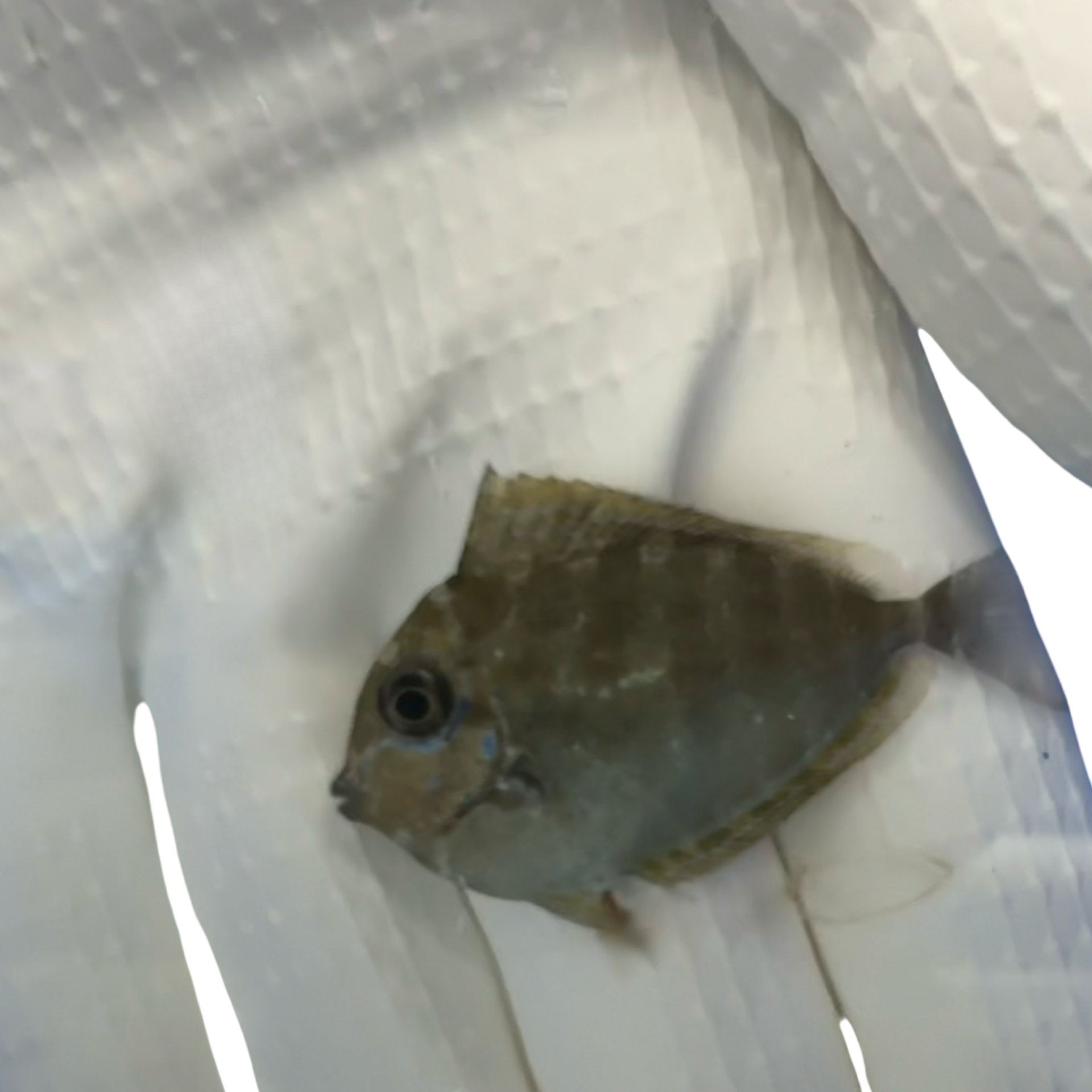 Vlamingii Tang (Naso Vlamingii)