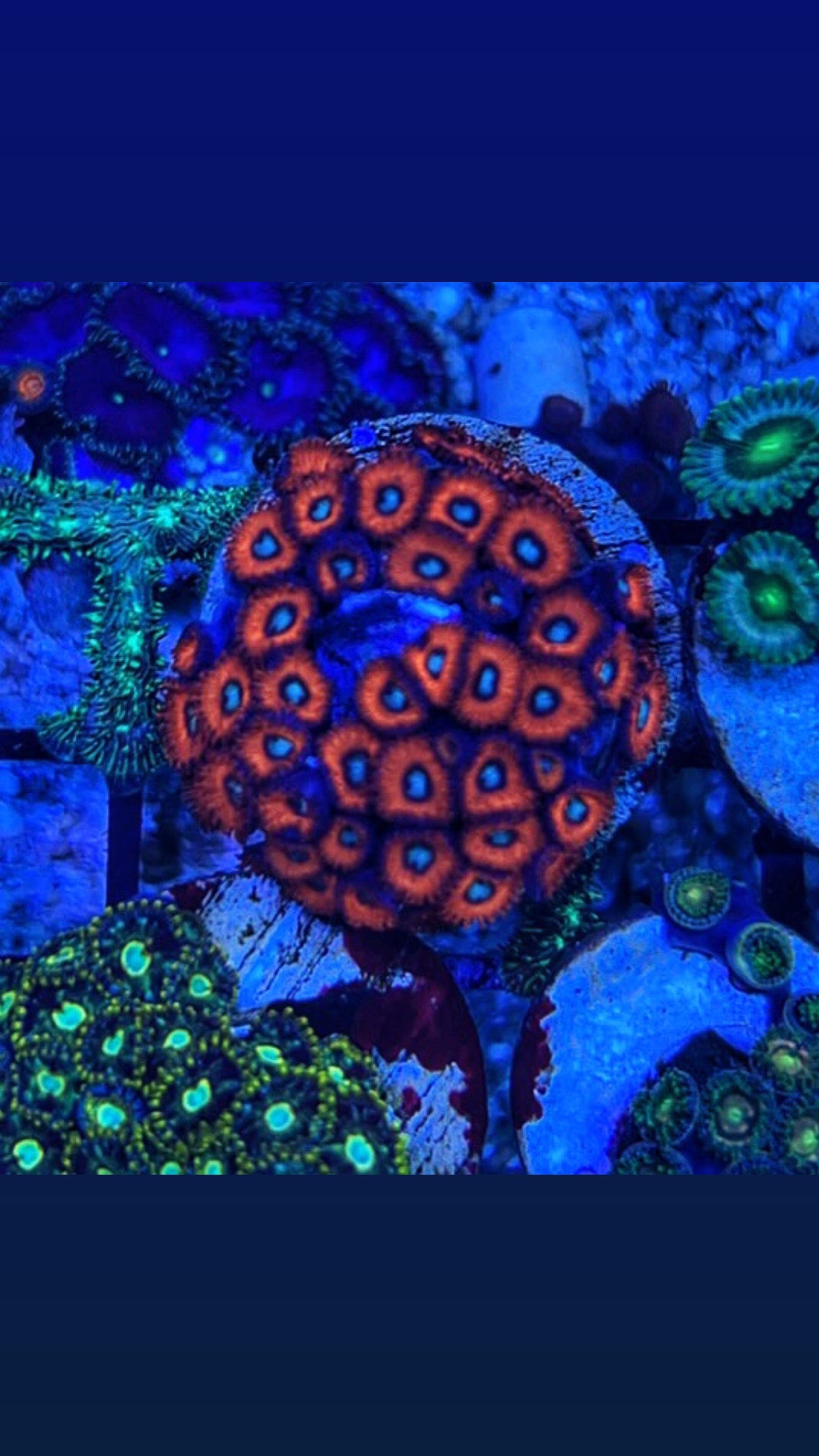 Eyegasm Charmander Designer Zoanthid single polyp bright orange red outer ring
Charmander Zoanthid coral polyp glowing yellow center designer strain
Eyegasm Zoanthid frag vibrant color pattern coral
Rare designer Charmander Zoa coral polyp close-up
Eyegasm Charmander designer zoanthid coral for reef aquarium