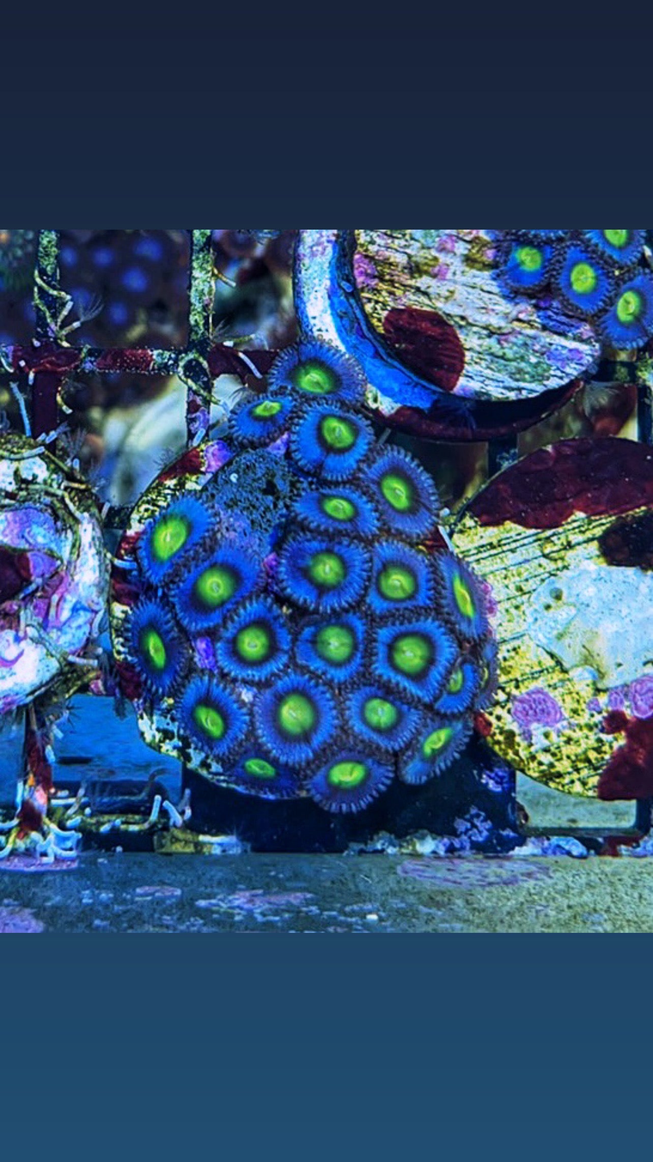 AOI Zoanthid coral frag electric blue rim yellow center
Designer AOI zoa frag bright yellow center vivid blue outer ring
AOI zoanthid polyp close up color detail
AOI zoanthid mid level placement vivid pattern
Electric blue and yellow AOI coral for reef aquariums