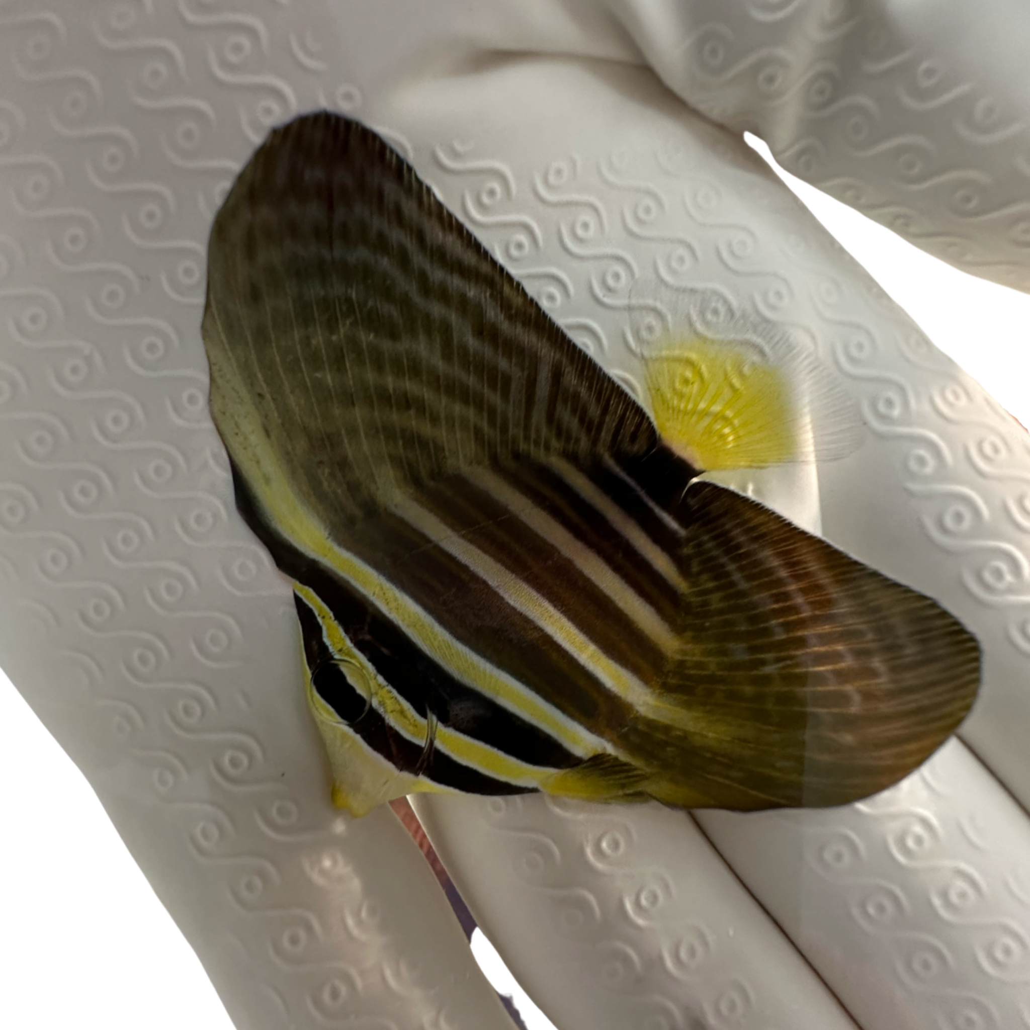 Sailfin Tang (Zebrasoma veliferum)(Pre-Order) 11/25