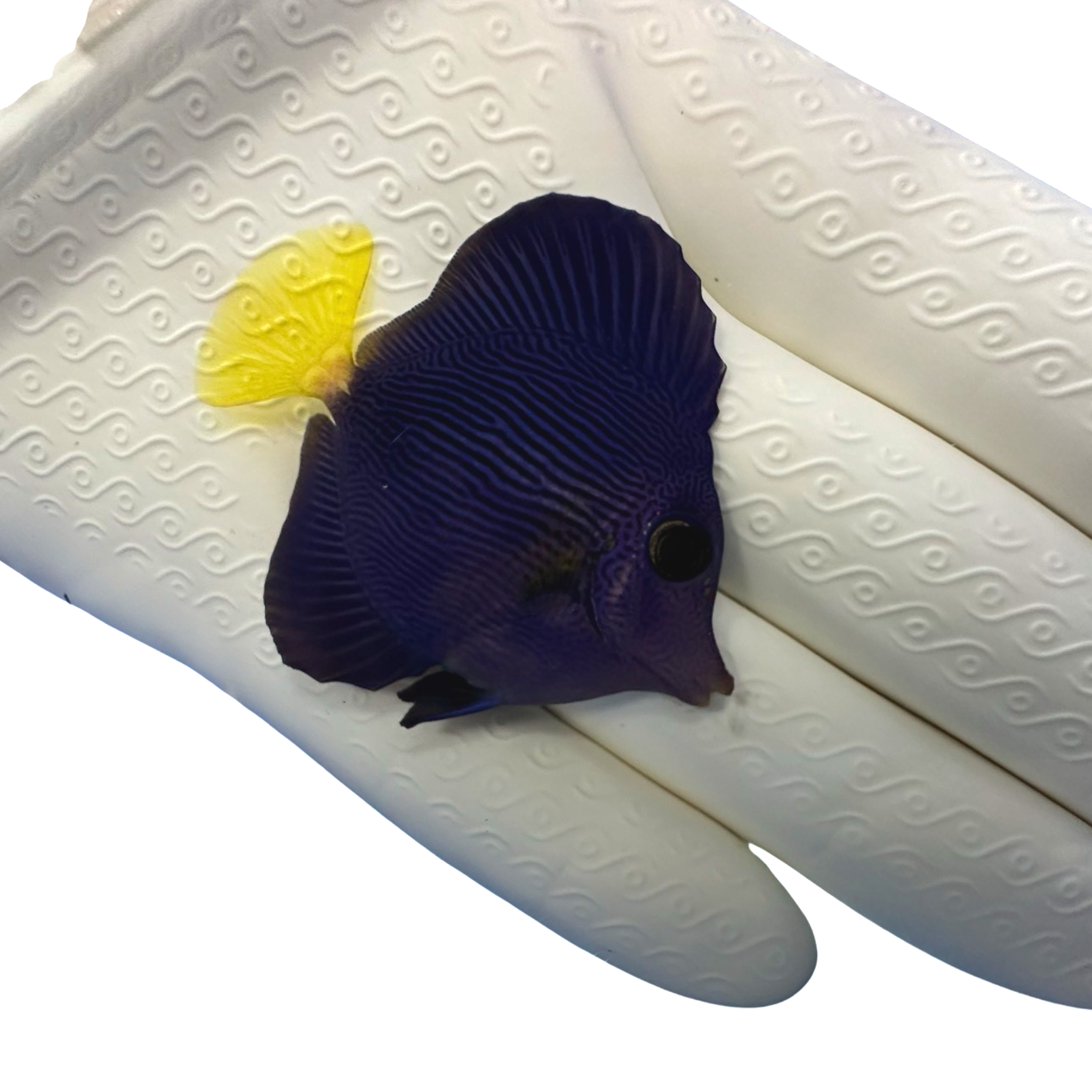 Purple Tang Zebrasoma xanthurum swimming in reef tank
Buy Purple Tang for saltwater aquarium
Reef-safe wild Purple Tang for sale
Vibrant yellow-tailed Purple Tang grazing on live rock