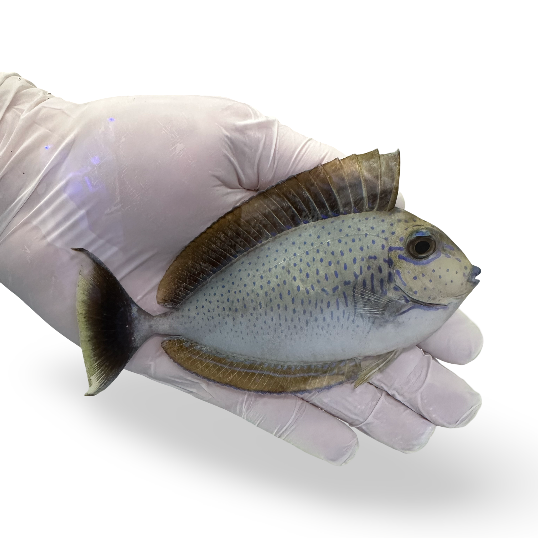 Vlamingii Tang (Naso Vlamingii)