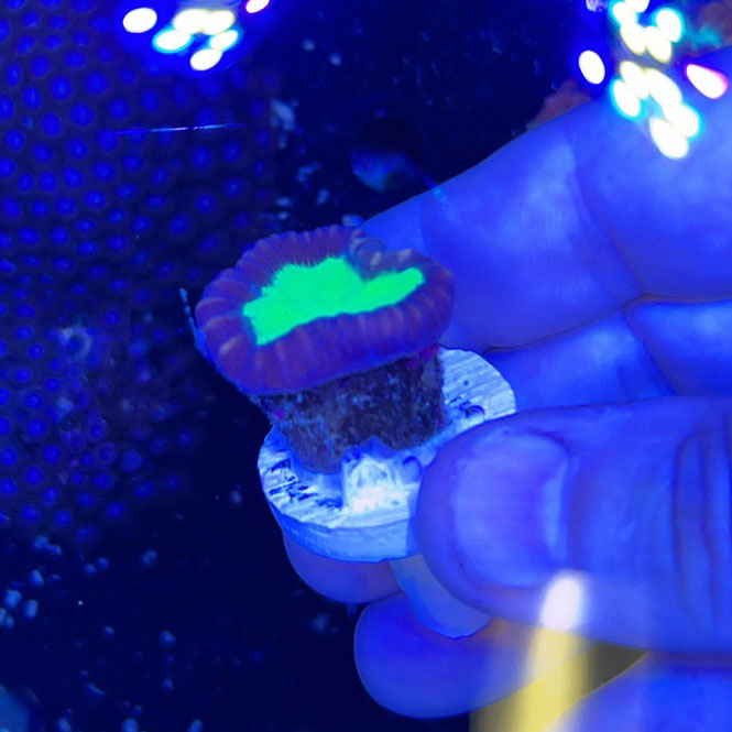 Purple & Green Candy Cane 3 Heads