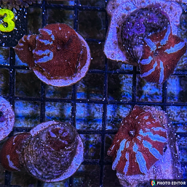 Blood Lust Mushroom / Jersey Devil