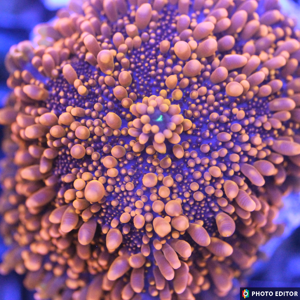 King Kong Bounce Yuma Mushroom coral neon orange bubble texture
Designer rare King Kong mushroom coral single polyp close-up
King Kong Yuma mushroom coral vivid orange bounce mushroom
High-end King Kong mushroom coral frag
King Kong Bounce Yuma mushroom coral glowing orange soft coral