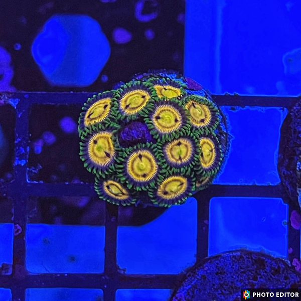 Lazer Lemons 6 Polyps