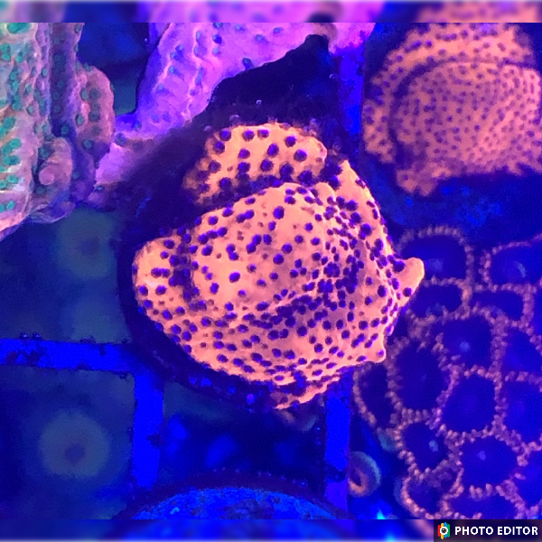 Mystic Sunset Montipora