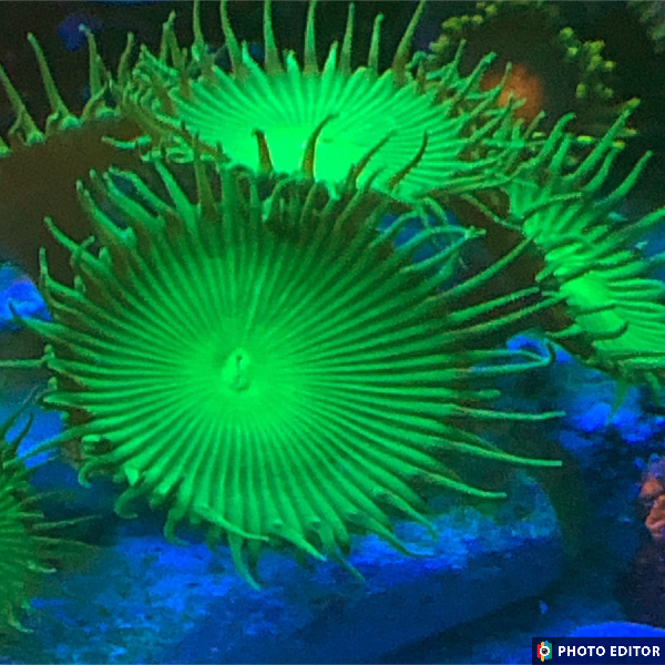 Nuclear Green Palys 2 Polyps