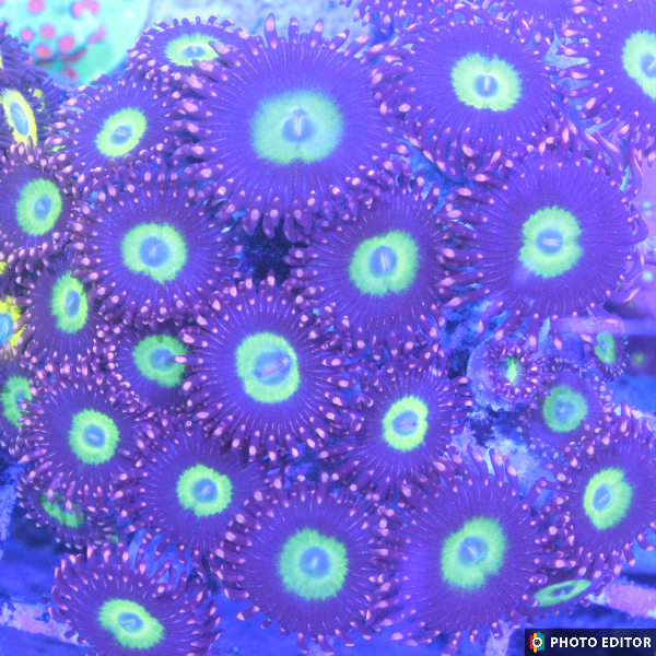 Omegas 2 Polyps