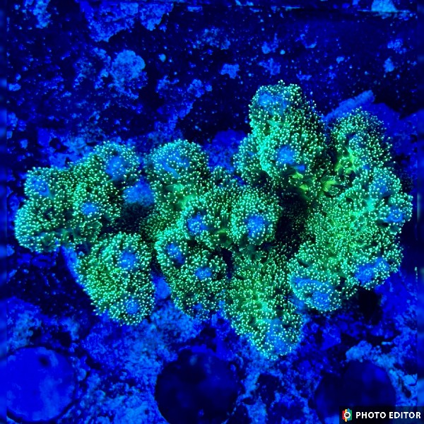 Green Pocillopora 1/2"