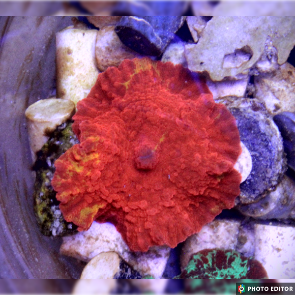 Purple Monster Jawbreaker Mushroom coral quarter size from TSM Aquatics showing vibrant purple and red pattern
Close up of Purple Monster Jawbreaker Mushroom coral displaying textured surface and vivid purple coloration
Designer Purple Monster Jawbreaker Mushroom coral mounted on frag plug ready for reef tank placement
Purple Monster Jawbreaker Mushroom coral glowing under blue reef aquarium lighting
Top view of Purple Monster Jawbreaker Mushroom coral highlighting rich purple and orange jawbreaker pattern