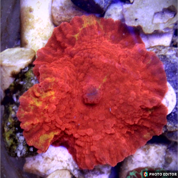 Purple Monster Jawbreaker Mushroom coral quarter size from TSM Aquatics showing vibrant purple and red pattern
Close up of Purple Monster Jawbreaker Mushroom coral displaying textured surface and vivid purple coloration
Designer Purple Monster Jawbreaker Mushroom coral mounted on frag plug ready for reef tank placement
Purple Monster Jawbreaker Mushroom coral glowing under blue reef aquarium lighting
Top view of Purple Monster Jawbreaker Mushroom coral highlighting rich purple and orange jawbreaker pattern