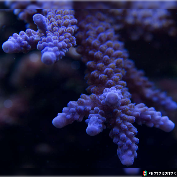 Purple Staghorn 1/2"