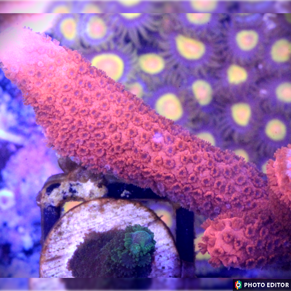 Red Digitata 1/2"