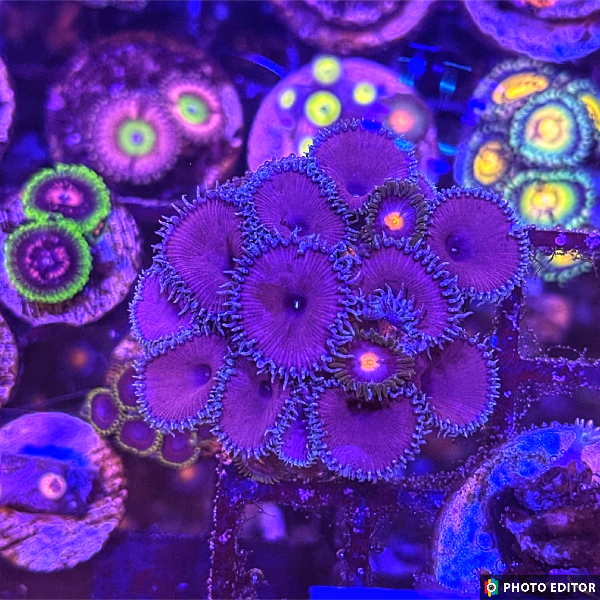 Red Death Paly 2 Polyps