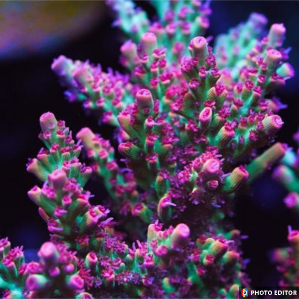 Strawberry Shortcake Acropora