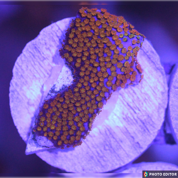 Superman Montipora