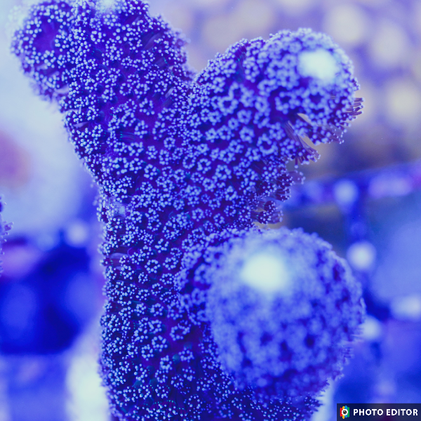 Purple Stylophora