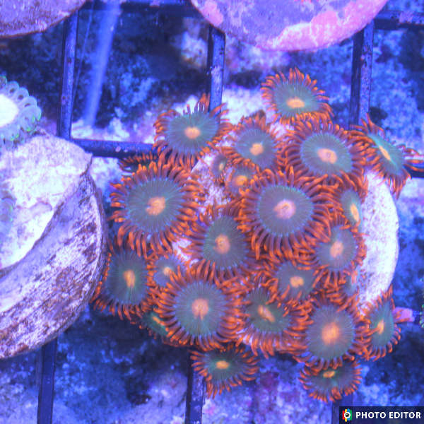Gatorade 4 Polyps