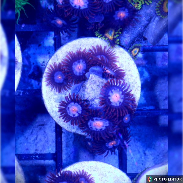 Mystiques (XLarge Frag 20+ Polyps)