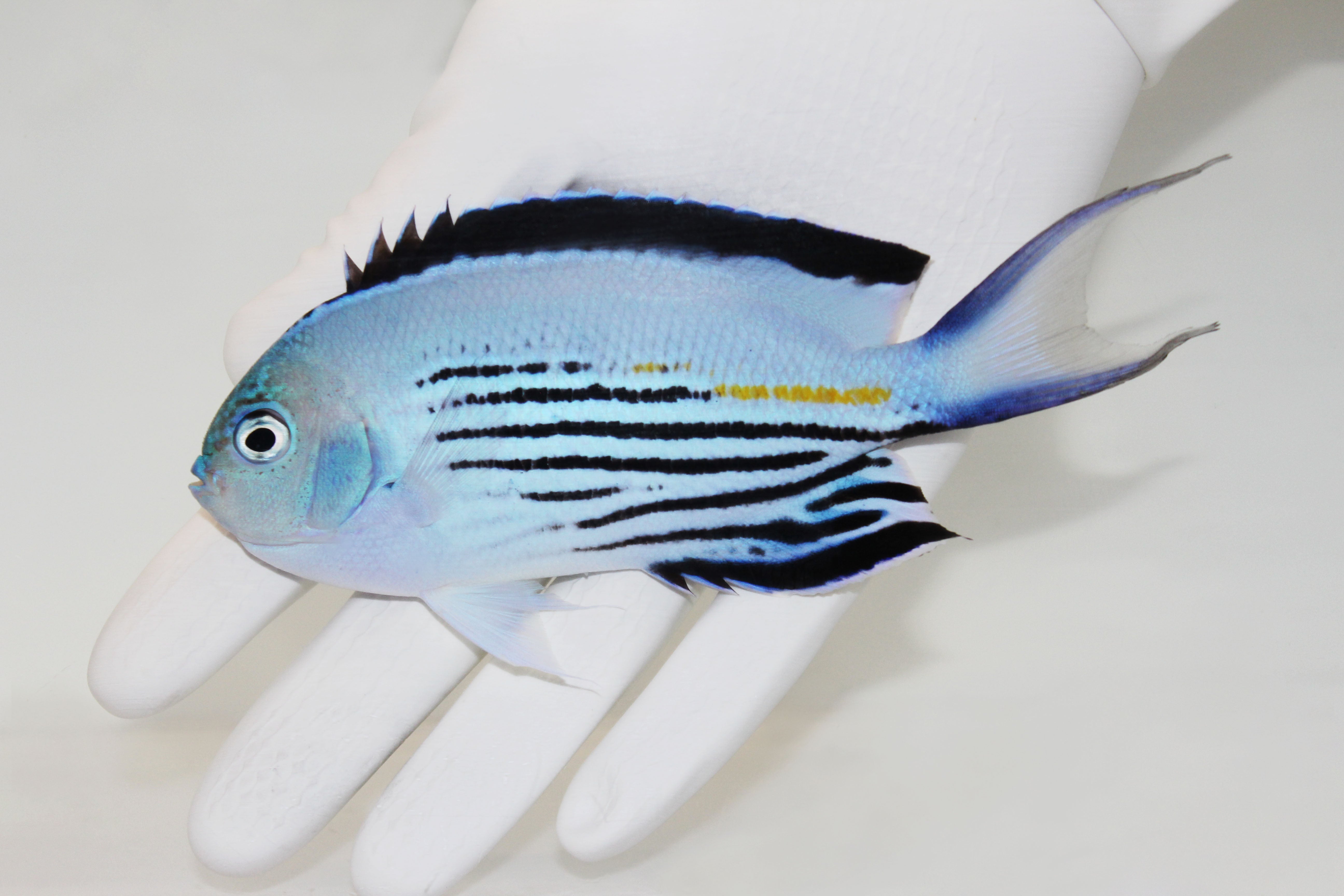 Watanabei angelfish Genicanthus watanabei swimming in reef aquarium
Quarantined Watanabei angelfish for sale from TSM Aquatics
Reef-safe swallowtail angelfish with blue body and stripes
Male and female Watanabei angels in community reef tank
