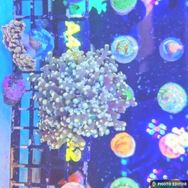 Yaeyamaensis Frogspawn Single Head