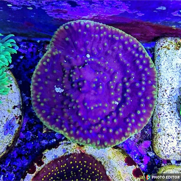 Purple Yellow Scroll XL