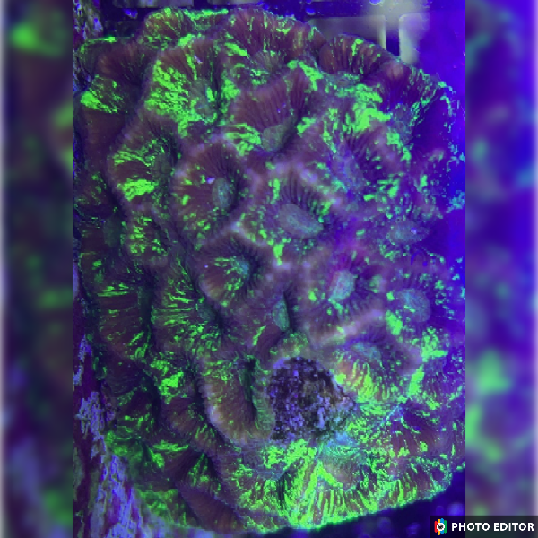 Radioactive Nuclear Waste Favia