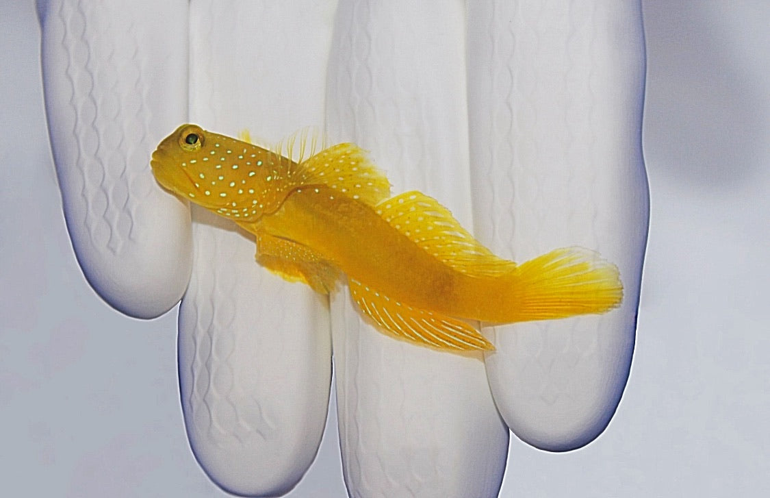 Yellow Watchman Goby (Cryptocentrus cinctus)4/8(pre-order)
