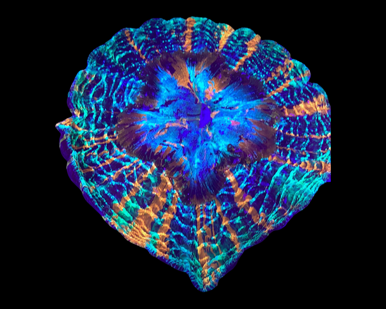 10” ultra Acanthophyllia