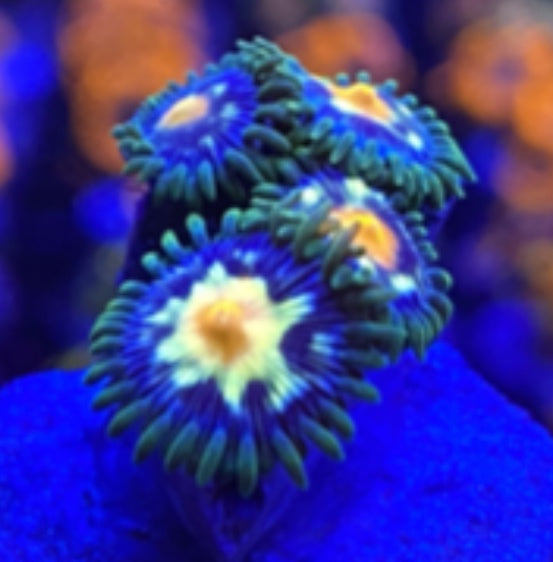 Star Gazers (Large Frag 8-10 Polyps)