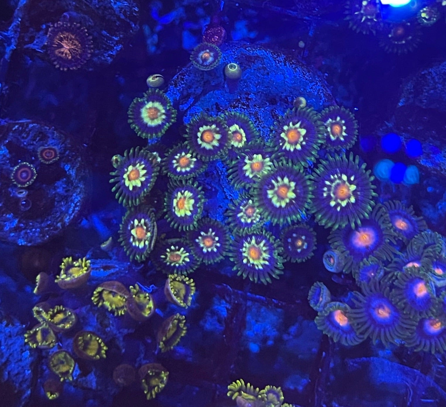 Star Gazers (Large Frag 8-10 Polyps)