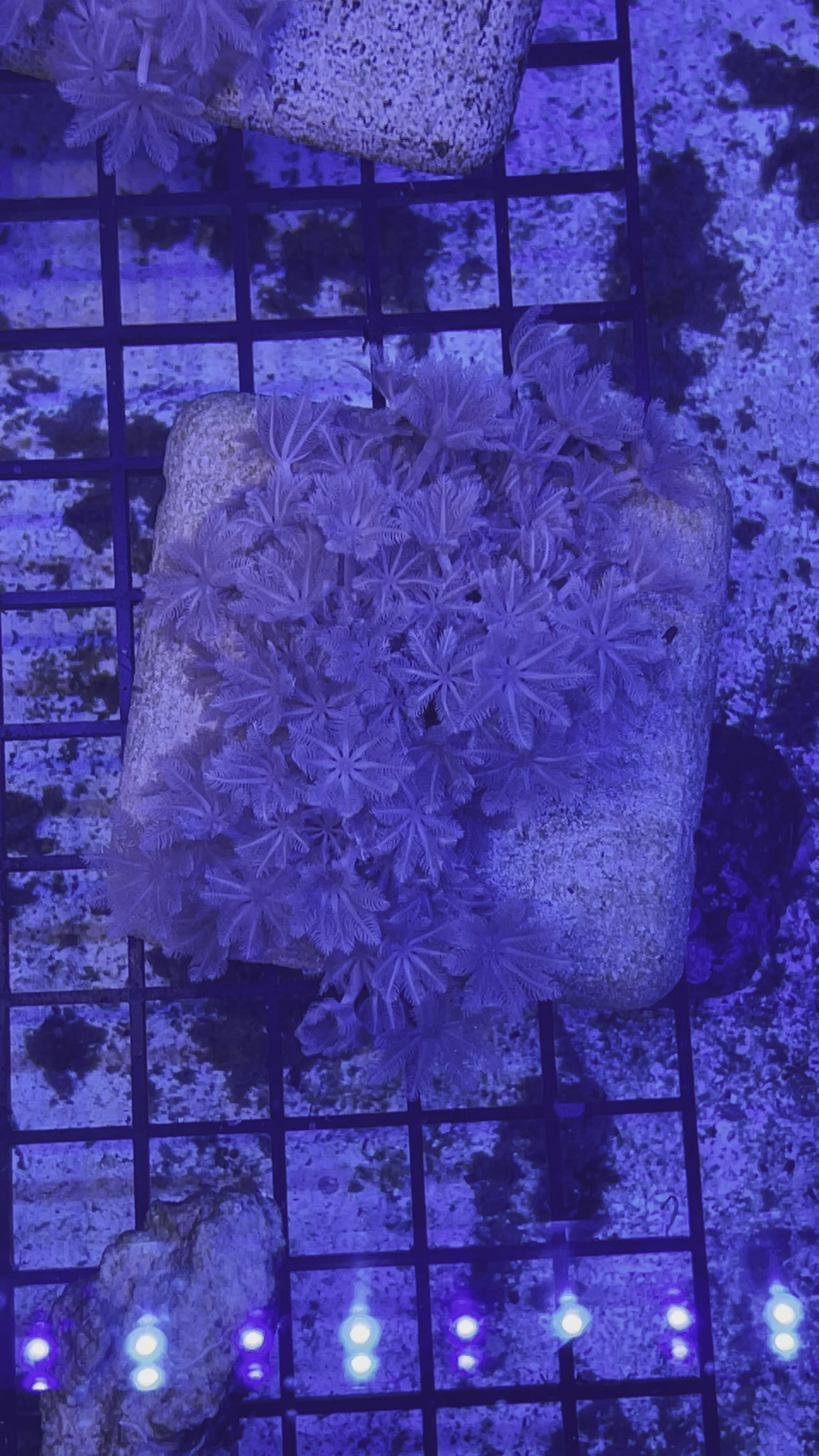 Pulsing Xenia