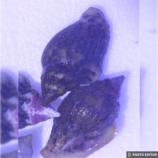 Dove Snail (Pictocolumbella ocellata)