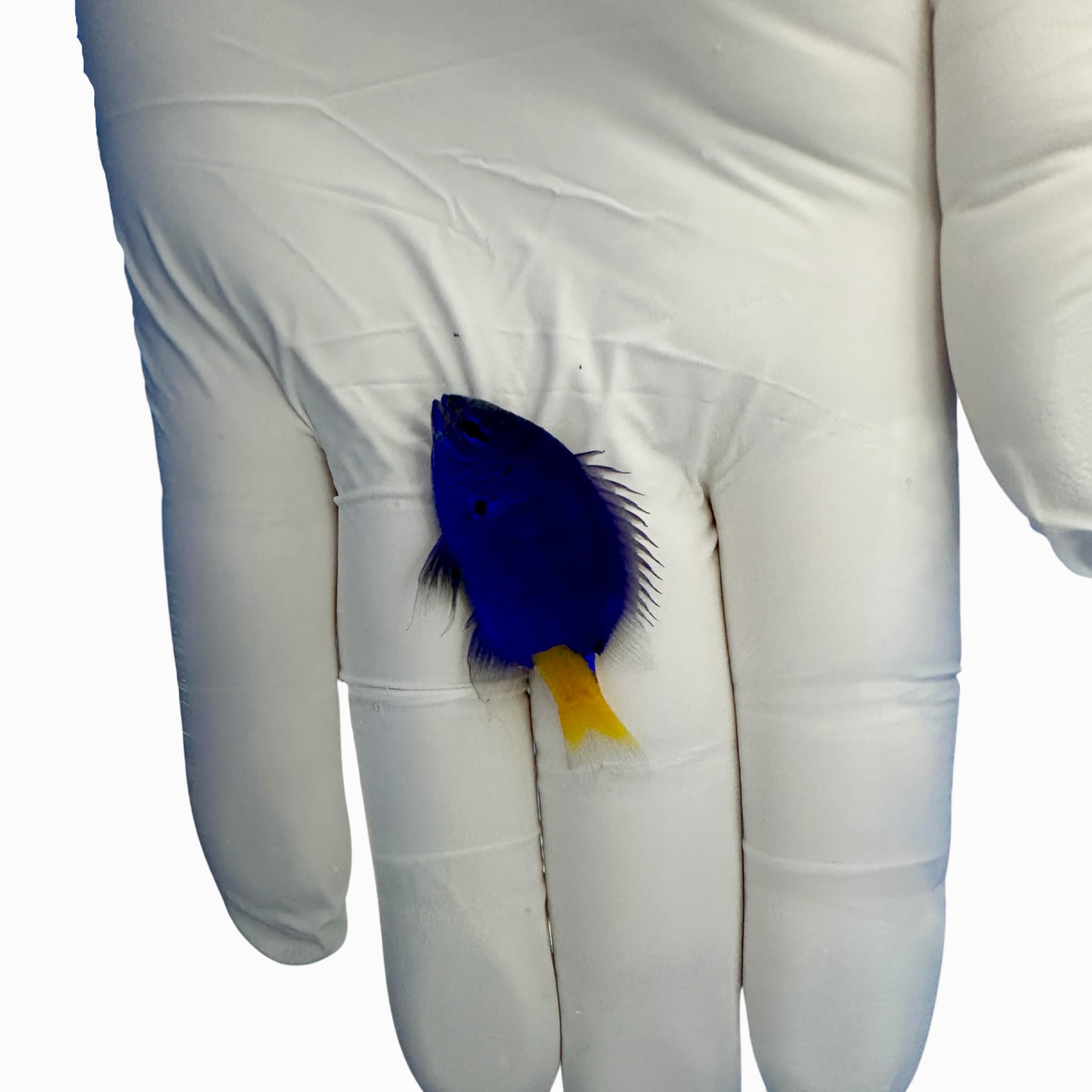 yellowtail blue damsel chrysiptera parasema in reef aquarium
buy yellowtail blue damsel for sale reef-safe marine fish
hardy saltwater damsel fish with blue body and yellow tail
peaceful quarantined yellowtail damsel swimming in coral tank