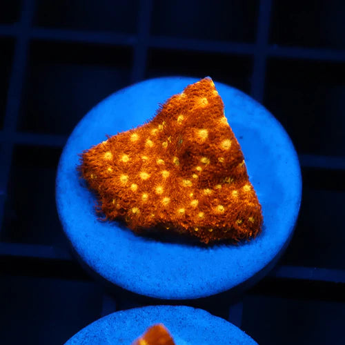 24k Psammocora