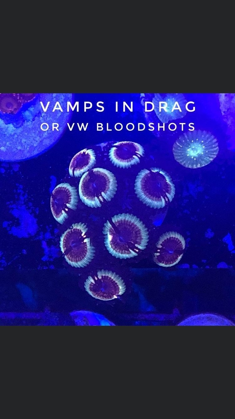 Vamps in Drag/VW Bloodshot (Designer)