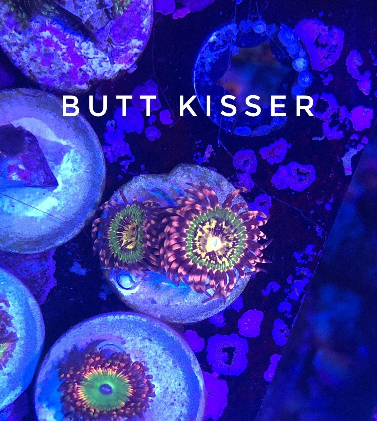 Butt Kisser (Designer)