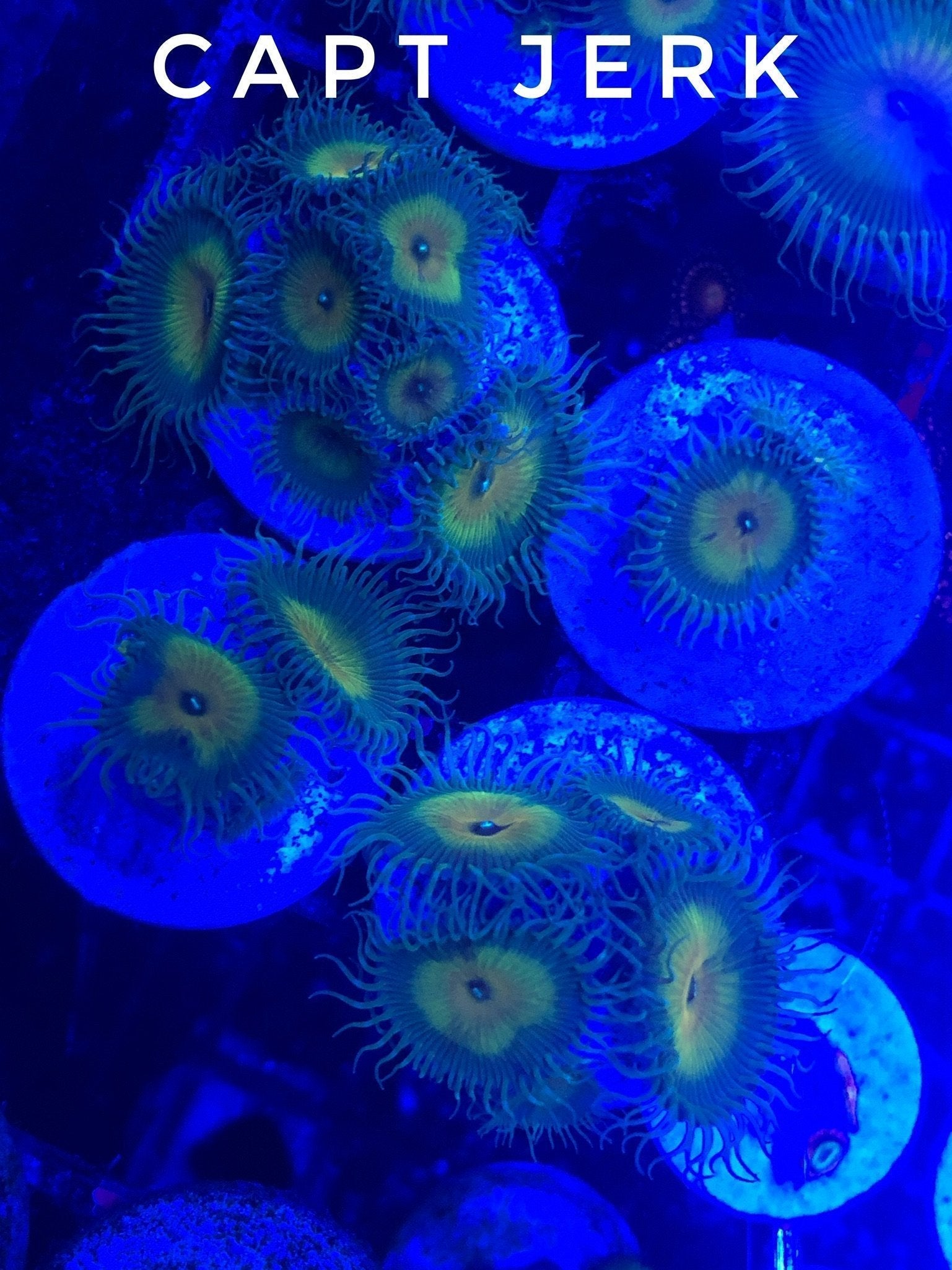 Captain Jerk Paly (5+ Polyp Frag)