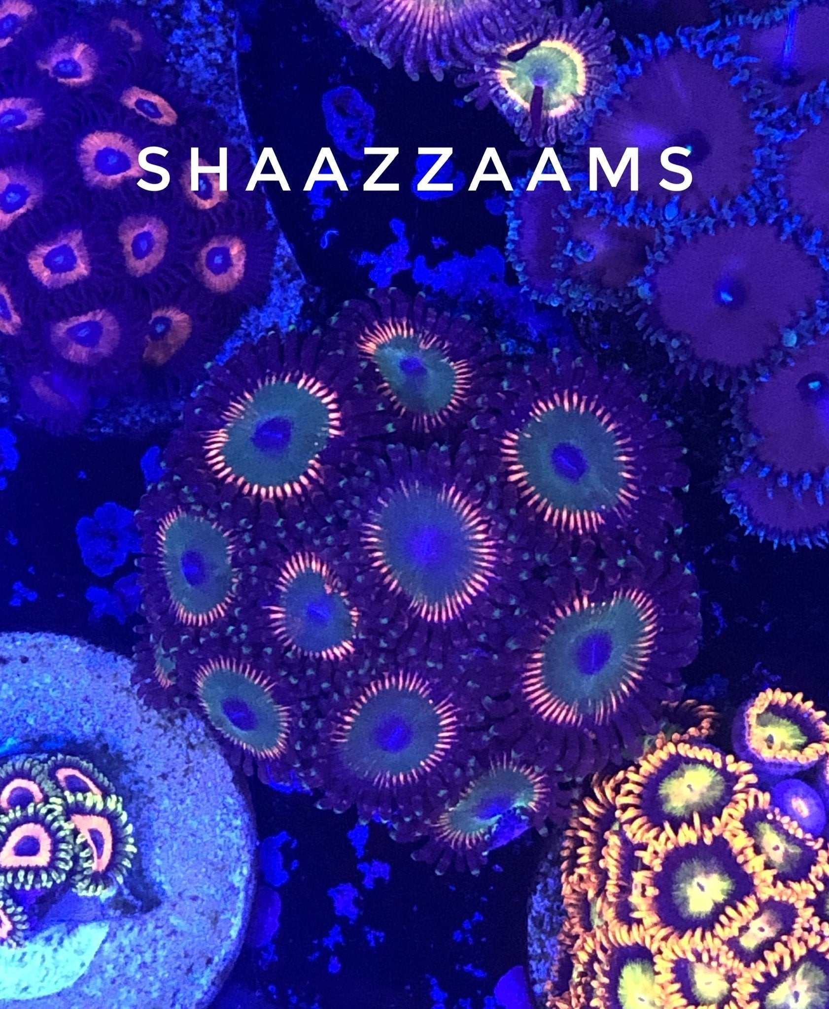 OG Shazams (Designer)