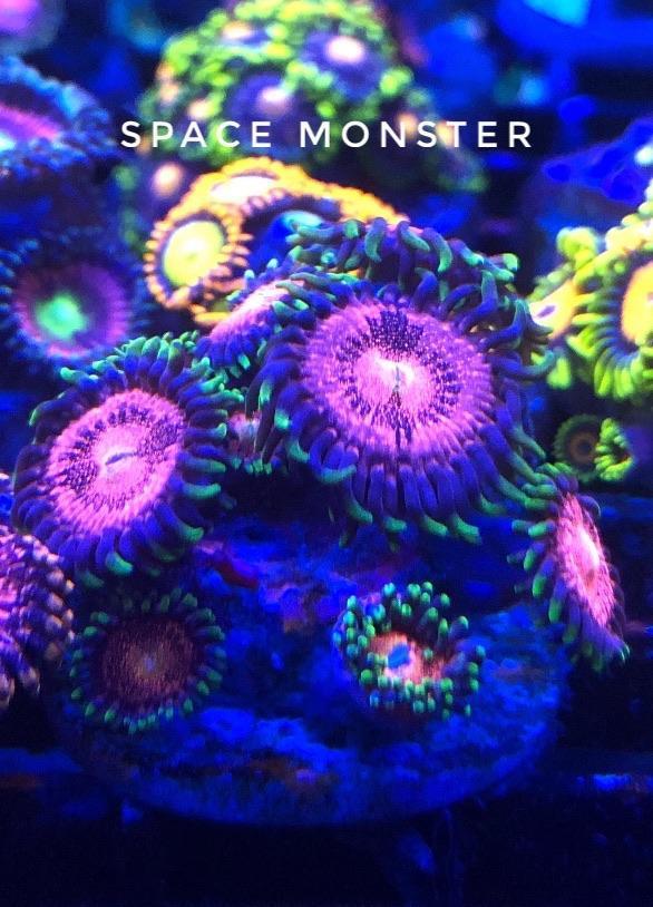 Space Monster (Designer)
