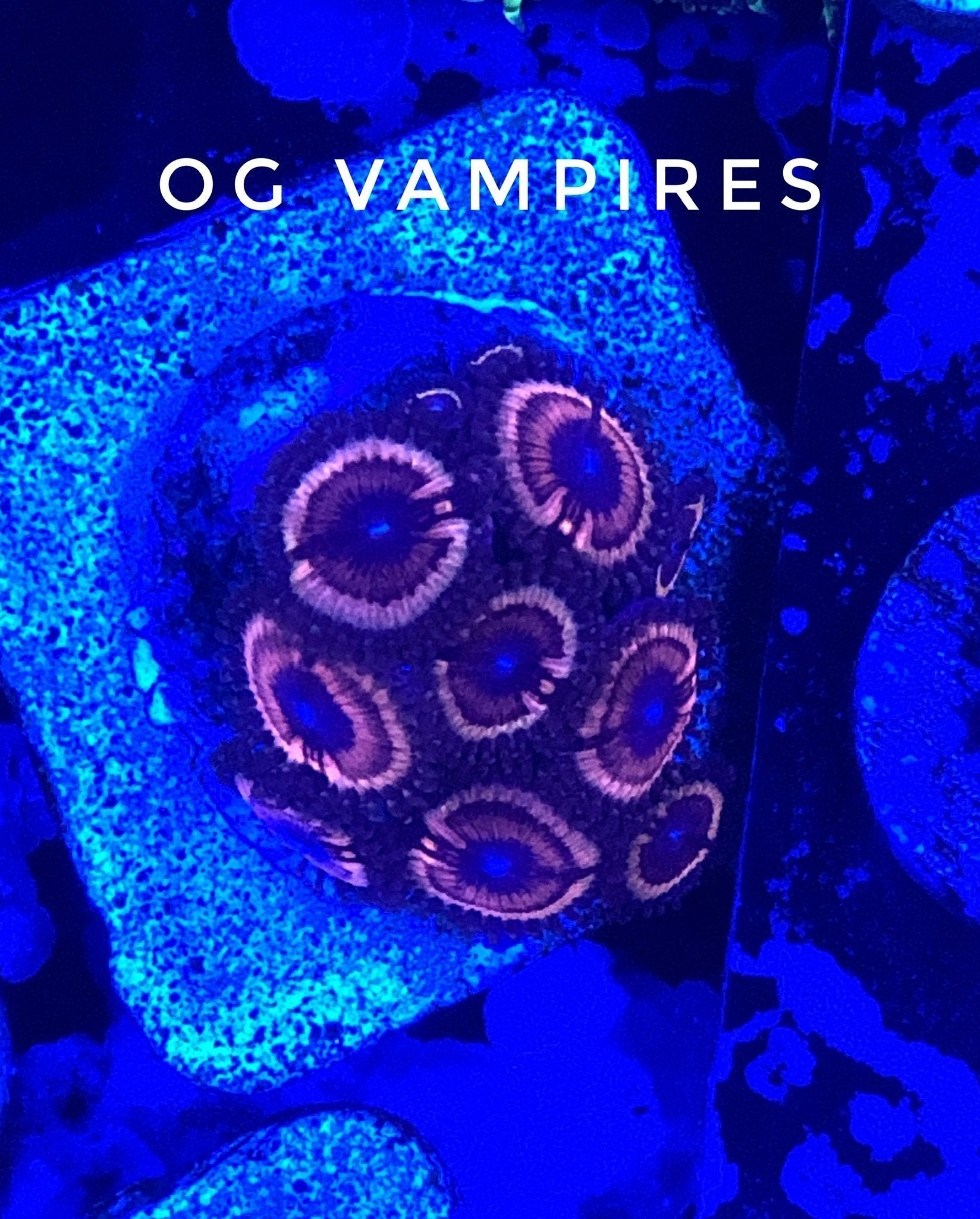 OG Vampire (Designer)