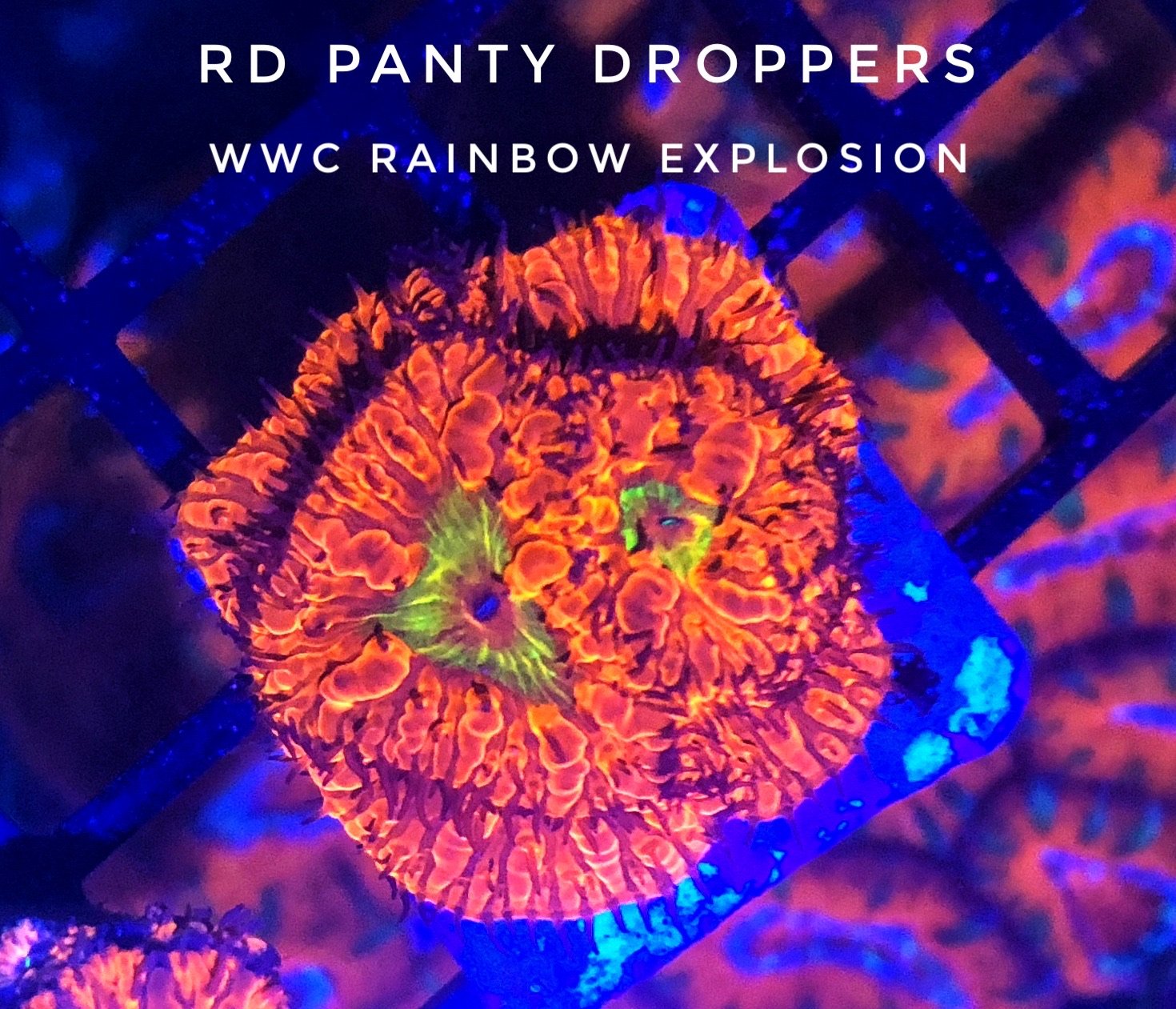 RD Panty Dropper/WWC Rainbow Explosion