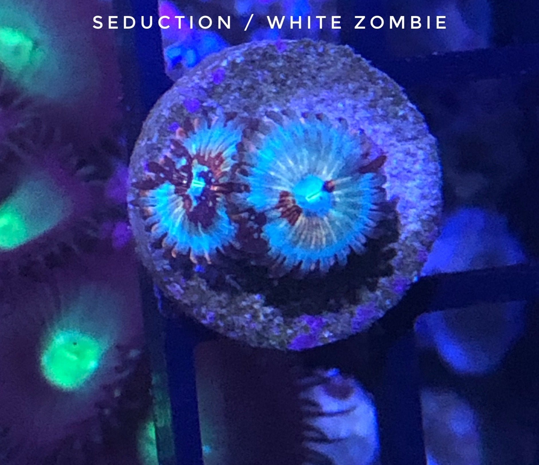 Seduction/CB White Zombie (Designer)