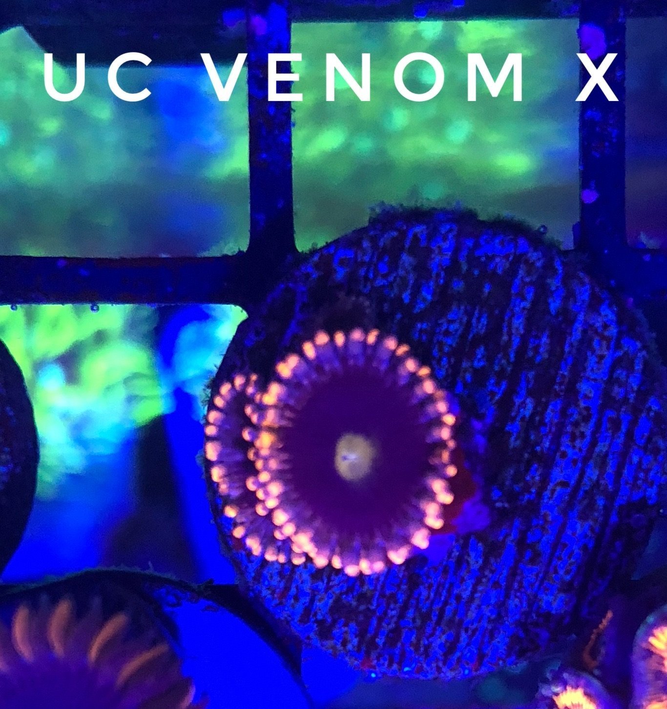Venom X (Designer)