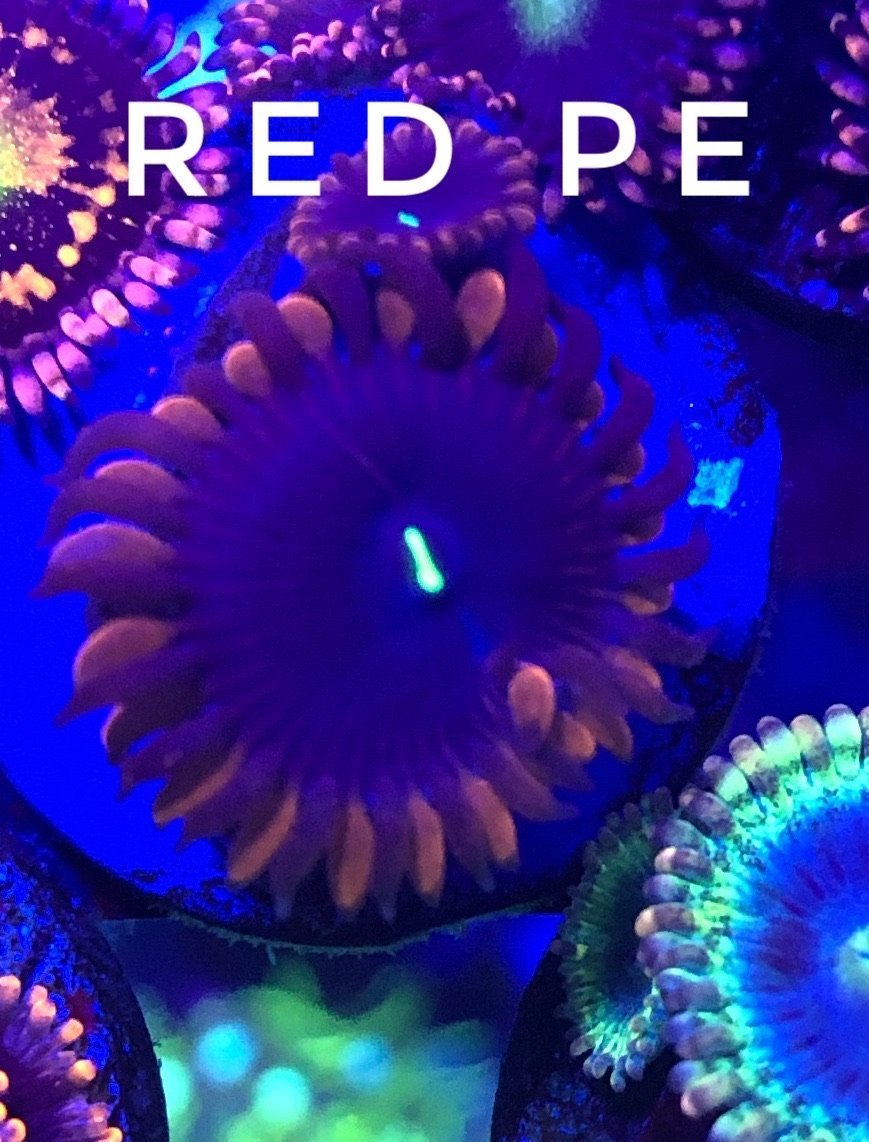 Red People Eater (Designer)
